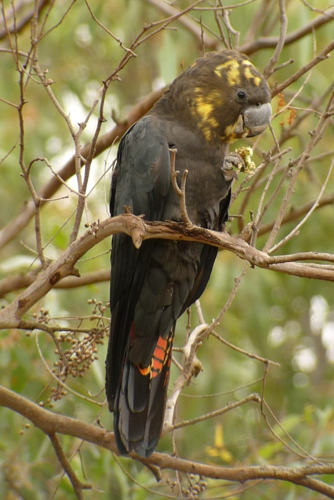 Adult Glossy Black-cockatoo female feeding on sheoak cone